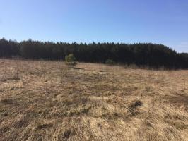 Running Buck, Scottville, MI 49454