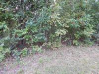 Lot 44 Forest Lane Eddyville, KY