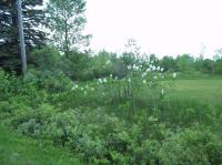 1907 Harrison Avenue, Cheboygan, MI 49721