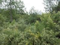 Harrison Avenue, Cheboygan, MI 49721