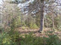 2985 N Black River Road, Cheboygan, MI 49721
