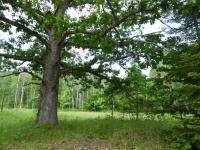 3927 N Schook Road, Cheboygan, MI 49721